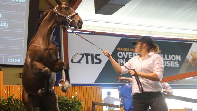 Lot 119 keeps its handler on her toes at Magic Millions. Picture Mike Batterham