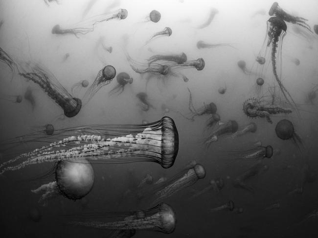 Pacific sea nettles swarm in the murky waters off Monterey, California. Picture: Russell Laman/TNC Photo Contest 2023