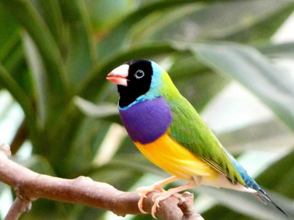 Gouldian finch.