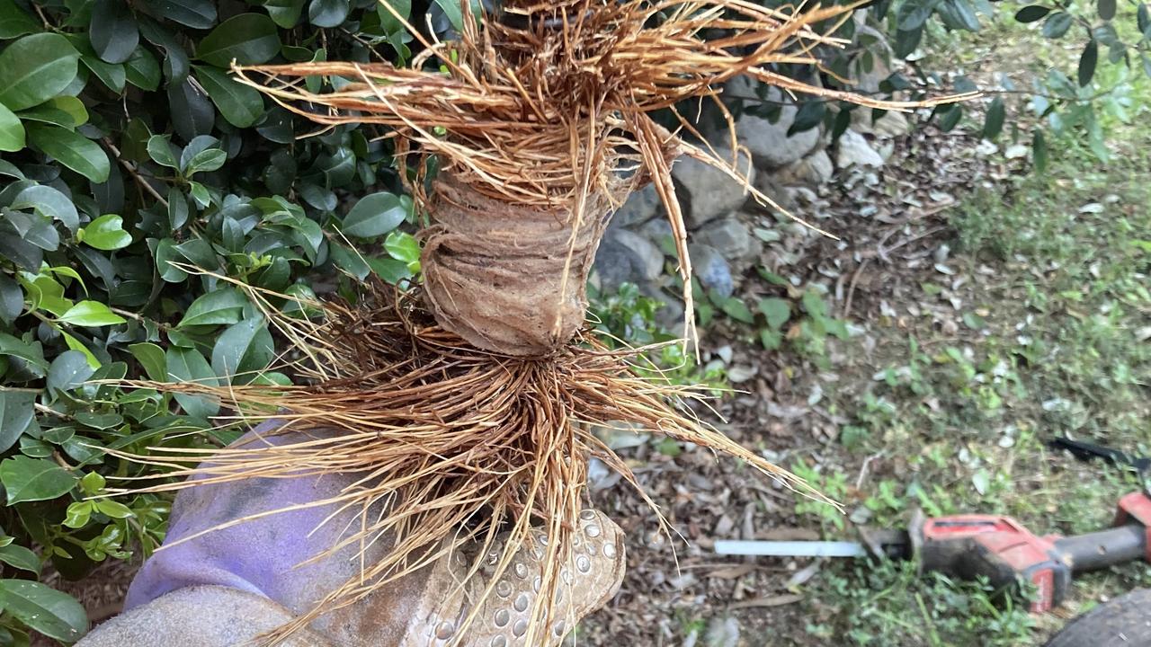 Some of the plants torn out from water pipes. Source: Unitywater