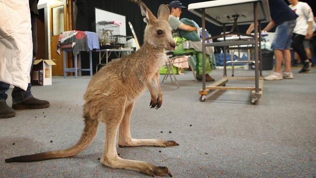 A separated young joey hops around the Mallacoota wildlife centre. Picture: David Caird