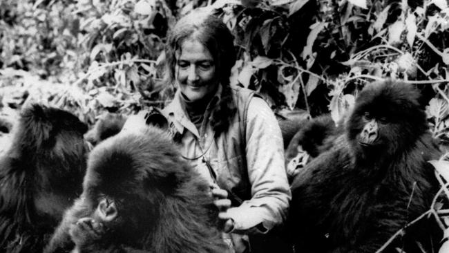 Dian Fossey with gorillas in the Virunga mountains in Rwanda in 1982. Picture: AP Photo/National Geographic Society