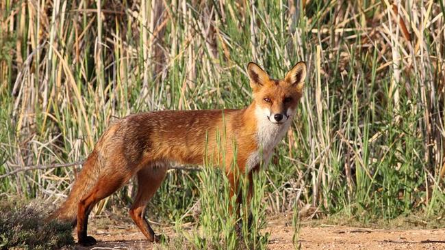 Foxes have killed the zoo’s animals before