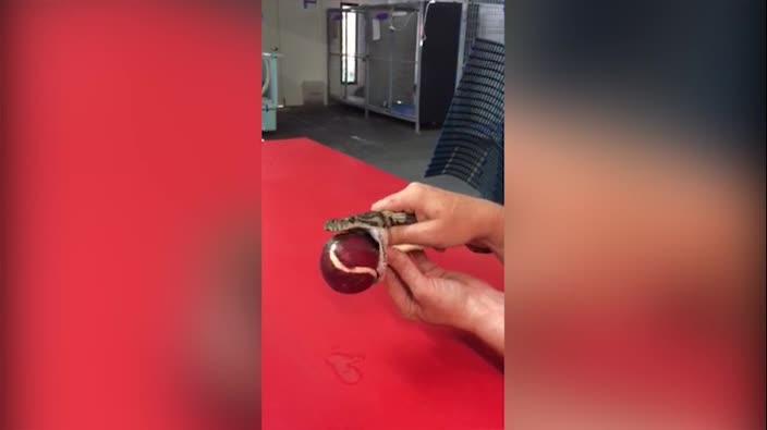 Townsville snake gobbles tennis ball