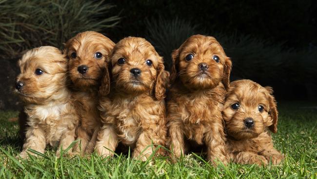 Diamond Valley Kennels’ cavoodle pups. Photo Lachie Millard