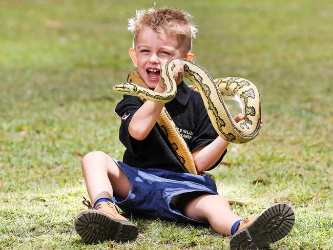 Jensen Harrison, 3, with a jungle python. Picture: Nigel Hallett