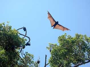 Noosa residents are fed up with flying foxes invading their residential space. Picture: Contributed