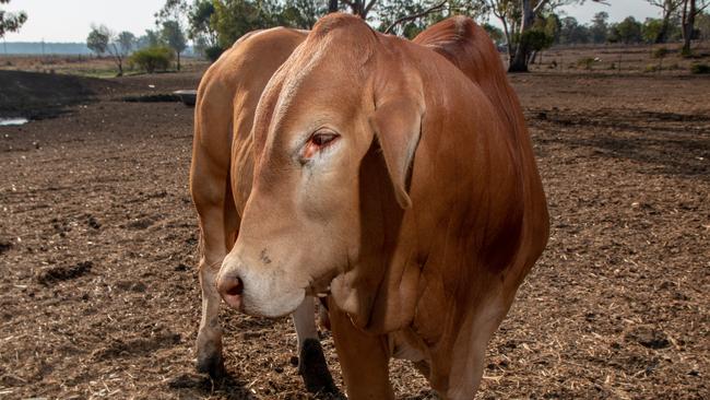 Question 15: Was the Droughtmaster cattle breed developed in Australia, or not?