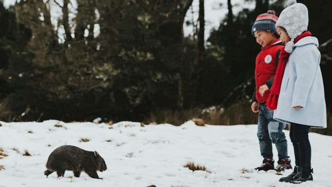 Children meet a wombat at Devils@Cradle animal sanctuary at Cradle Mountain. Picture: Laura Helle.