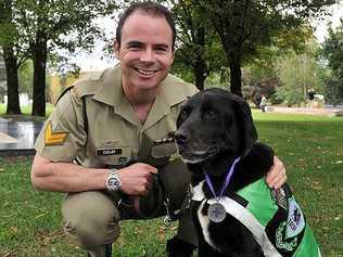 Explosive Detection Dog Handler Corporal Adam Exelby with Explosive Detection Dog Sarbi who received the Purple Cross from the RSPCA. The RSPCA Australia Purple Cross represents outstanding animal service or sacrifice, and has been awarded only seven times previously.