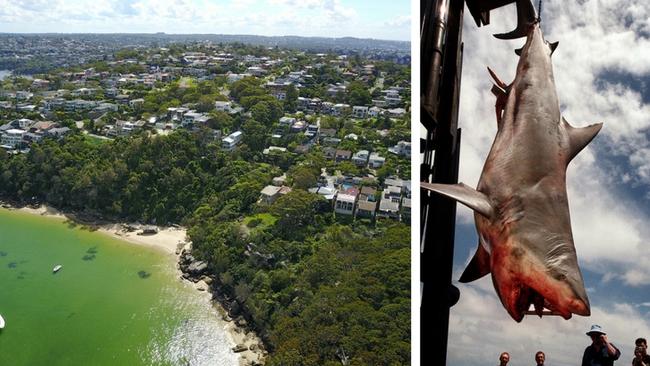 Sydneys Worst Spot For Shark Attacks Is Middle Harbour Daily Telegraph