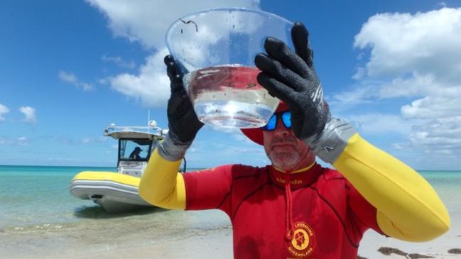 Surf Life Saving Queensland (SLSQ) can confirm an Irukandji has been found at Arch Cliff on at Fraser Island during a drag conducted by surf lifesavers on Sunday (January 7).