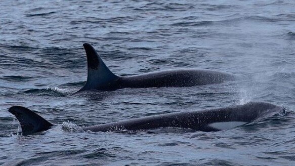 The killers hunt humpback calves as well as dolphins and sharks. Picture: Go Whale Watching