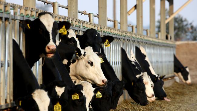 Dairy cows ready for milking. Picture: Toby Zerna