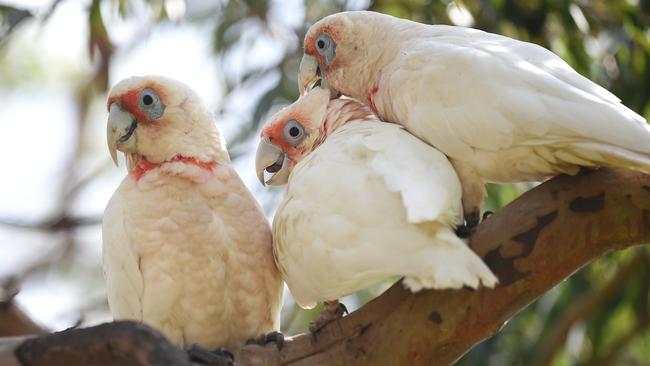 Corella parents with a juvenile in a gum tree. Picture: Jason Sammon