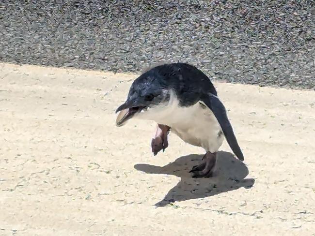 This little penguin brought air traffic to a halt. Picture: Wellington International Airport