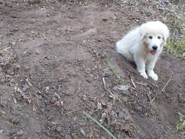 Ted the 9-week-old Maremma puppy refused to leave the grave of Fay the maremma and Tippy the border collie kelpie cross. Picture: Greg Jackson