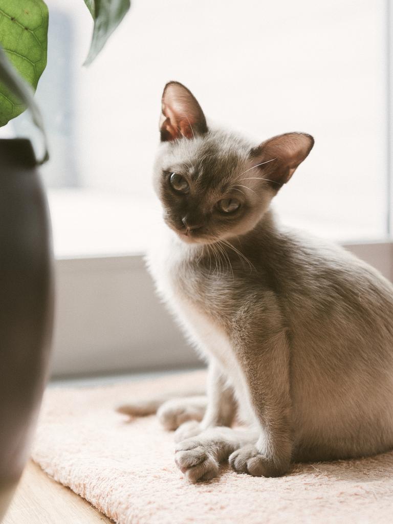 71. Oedipa is an 8-month old Burmese. Despite being the youngest pet in a house that includes two dogs, she has carved out a little dominion for herself and is definitely the boss. Oedipa loves to climb over things and play fetch. Michael Bilbe-Taylor from Redfern