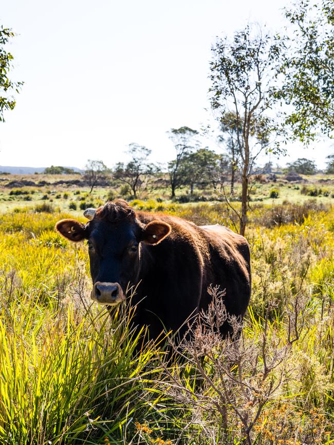 Cows produce methane when they burp, but Sea Forest can reduce it by 98 per cent. Picture: Supplied