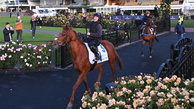 Vauban would still win the Melbourne Cup even if he had to jump over hurdles, says Chapman. Picture: Vince Caligiuri/Getty Images