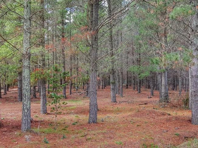 Fairburn Pine Plantation near where Keren Rowland's remains were found in May 1971.