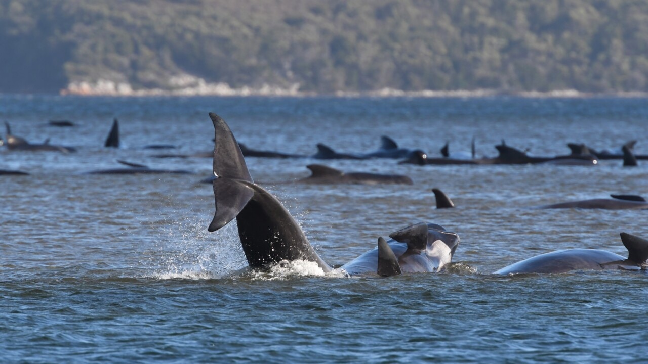 Mass whale rescue operation in Tasmania resumes for second day