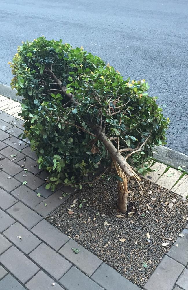 One of the damaged trees along Military Rd.