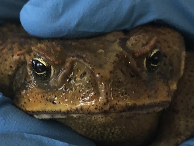 Cane toad alert after pest found in surprise suburb