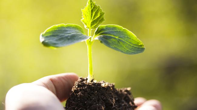 Break out the inner green thumb on Sunday to help plant 300 new drought tolerant trees at Emerald as part of Planet Ark’s National Tree Day.