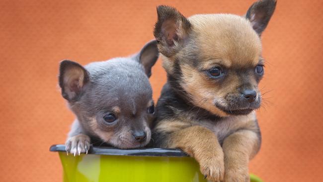 Teacup chihuahuas Breeder explains why they’re so