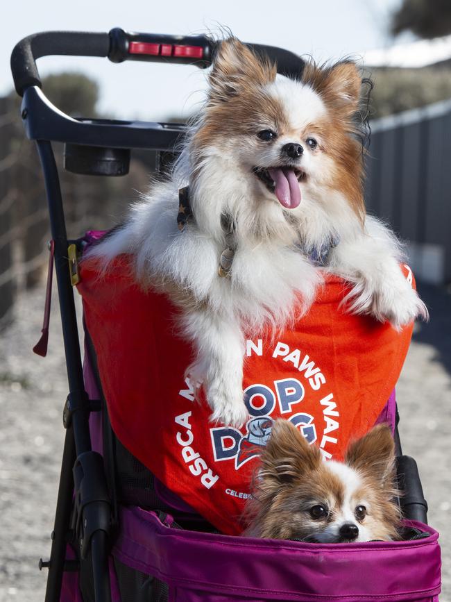 Erica Kloot’s two Papillons Bijou and Gigi getting ready for the 2024 Million Paws Walk. Picture: Brett Hartwig