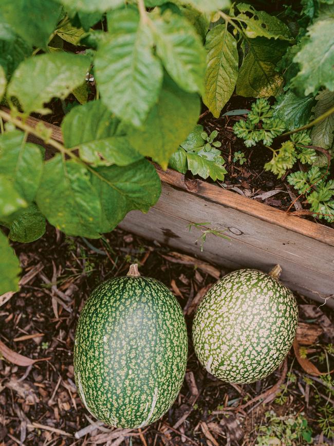 Shark fin melons.