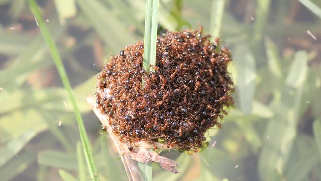 Red important fire ants have been detected in northern NSW. Picture: Invasive Species Council