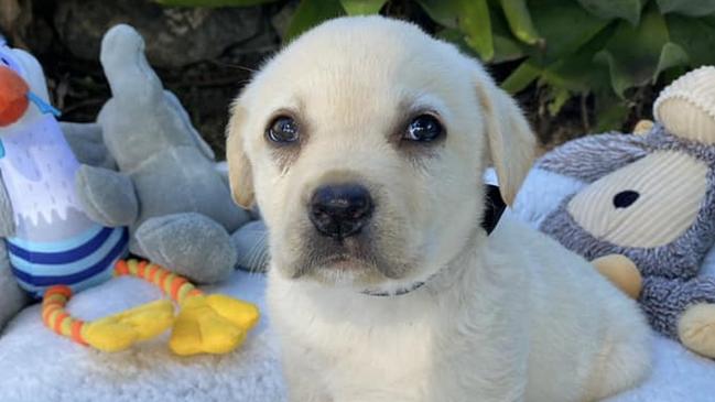 Coming equal second in the search for Gympie's cutest puppy of 2024 is the sweet little Bodhi.