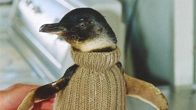 Penguin hotsell knitted jumpers