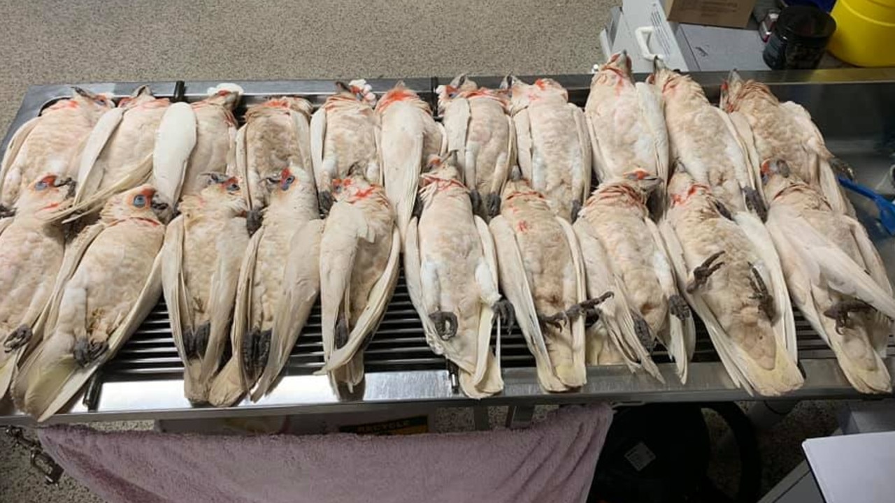 Dead corellas that fell from the sky at One Tree Hill Primary School. Picture: Caspers Bird Rescue