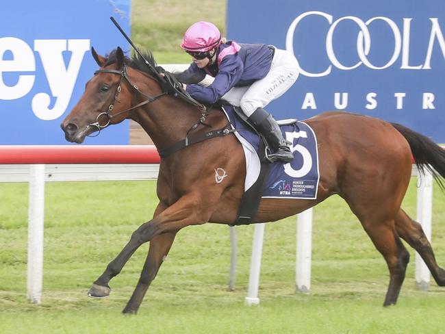 Magic Stalker cam bring up the hat-trick when he heads to Kembla. Picture: Bradley Photos