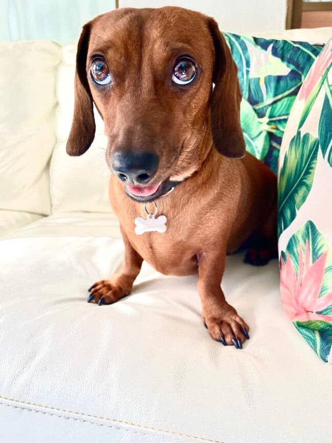 Frank is a 3 year old, red, miniature Dachshund. Frank loves to love everyone; he is everyone’s best mate!