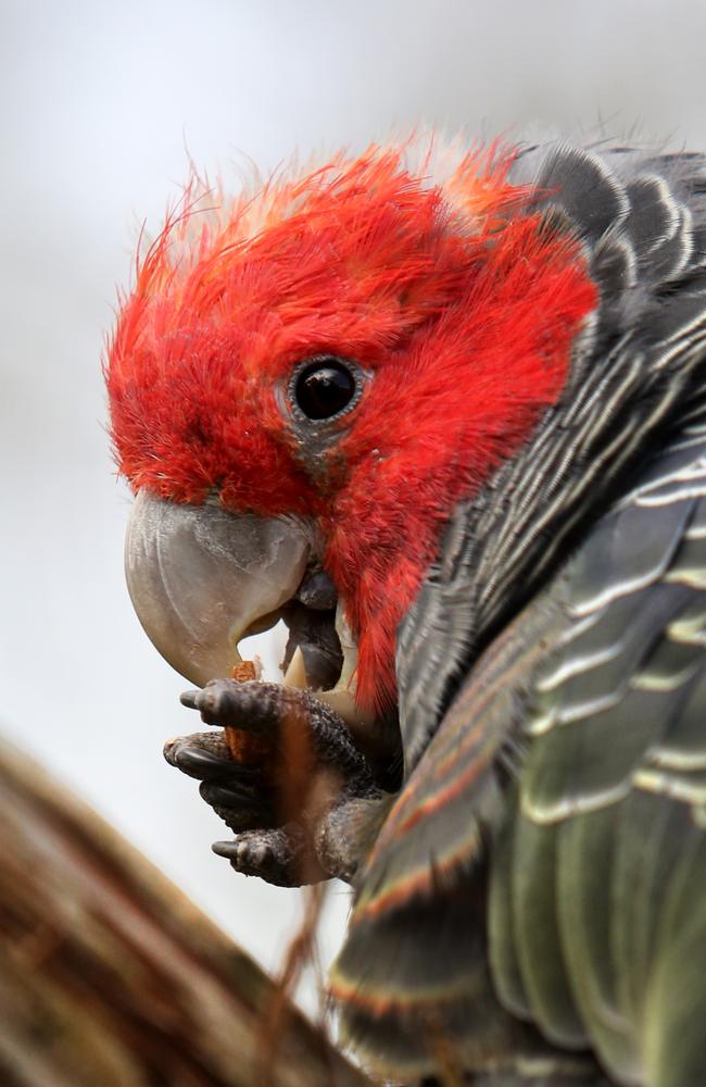 A gang-gang cockatoo at Healesville Sanctuary.