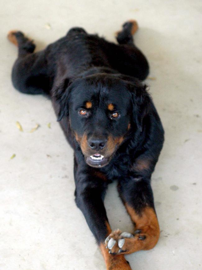 A generic image of a rottweiler, the same breed as Marlow who required veterinarian intervention after an act of animal cruelty.