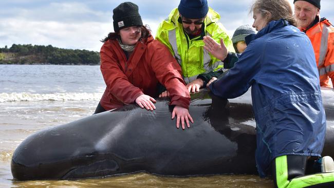 Rescuers work to save a whale on a beach in Macquarie Harbour on the rugged west coast of Tasmania on Friday. Picture: Mell Chun/AFP