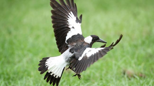 Magpie season is here with a number of attacks already recorded. Picture: Liam Kidston