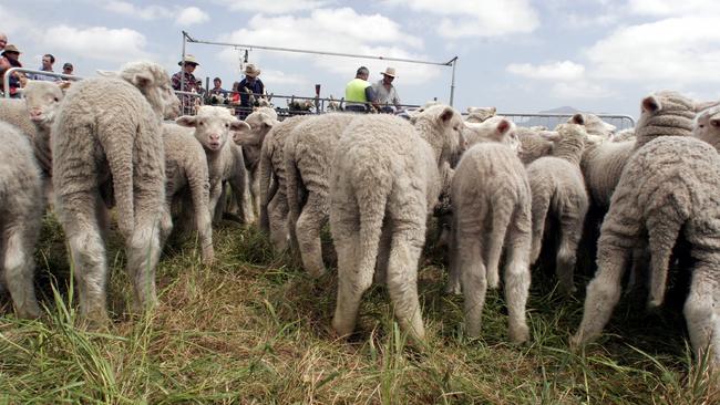 Lambs waiting to have their tails docked. Picture: Mark Griffin