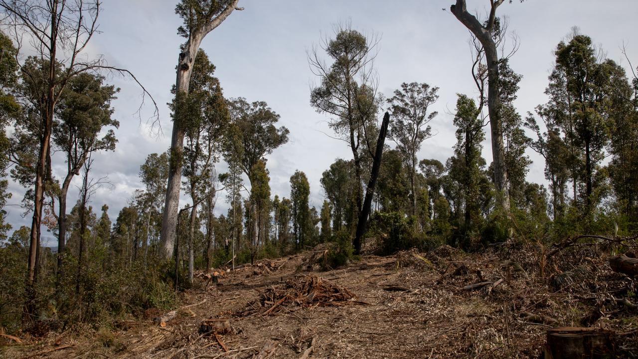 Forestry NSW allegedly felled crucial hollow-bearing trees after Black ...