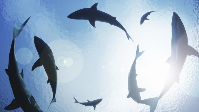 There were eight shark attack fatalities in Australian waters in 2020.