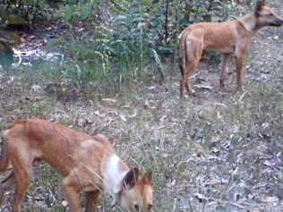 ATTACKS: These wild dogs were photographed hanging around a Hervey Siding property this month next to where the family dog was killed. Photo courtesy of Jo Lee. Picture: Contributed