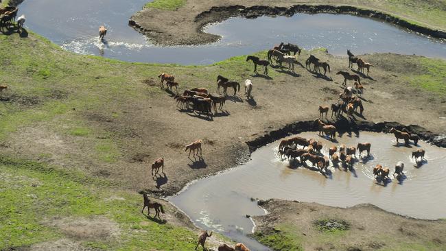 Brumbies seen in the Kosciuszko National Park near Tantangara. Pool photo: Alex Ellinghausen