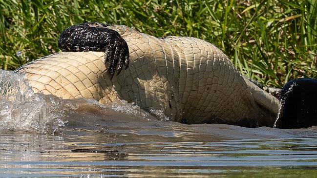 The croc rips off a chunk of the cow with a death roll. Picture: Michele Bain