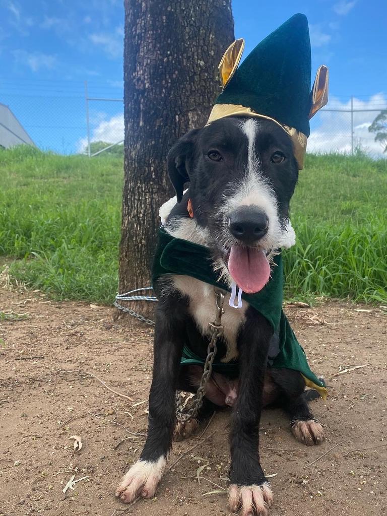 Volunteers brought Christmas cheer to the animals at the Brave Companion Dog Rescue Centre in Laidley on Christmas Day.