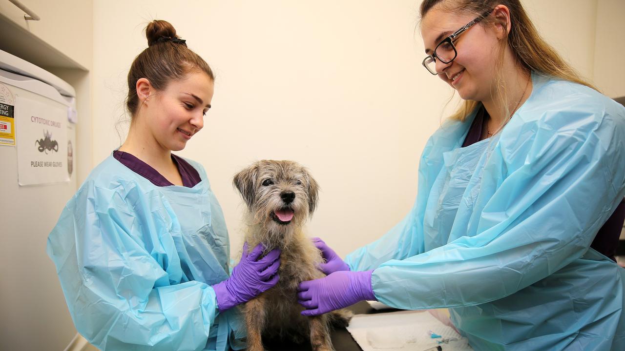 Oncology nurses Laura Kingham and Grace Corrigan with chemotherapy patient Uig. There’s a lot of love in the oncology ward and dedicated staff ensure every patient — human and animal — is well-cared for. Picture: Tim Hunter.